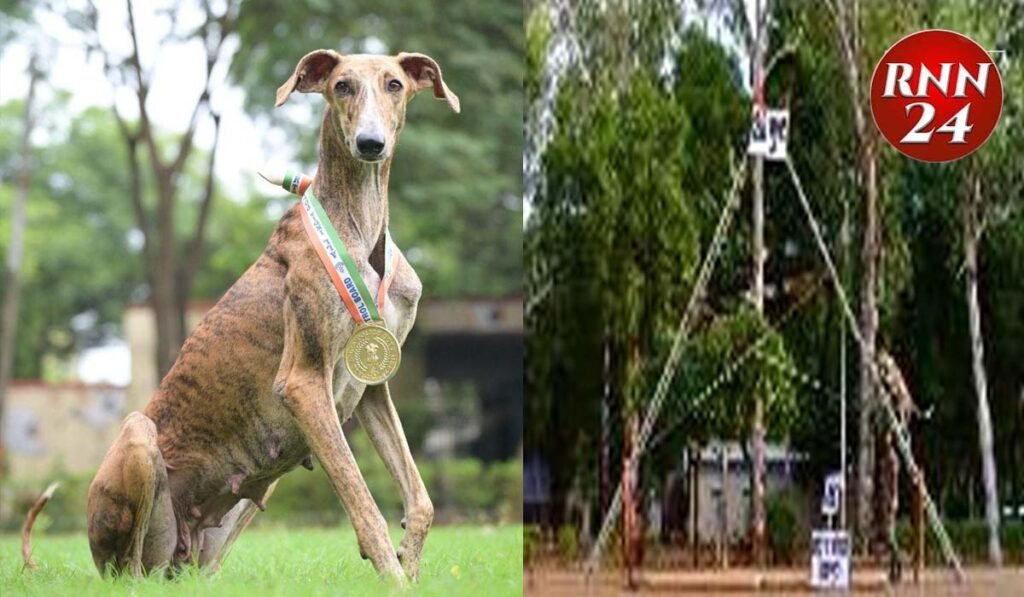 भारतीय श्वानों का बीएसएफ में गौरवशाली योगदान: रामपुर और मुधोल हाउंड की सफलता