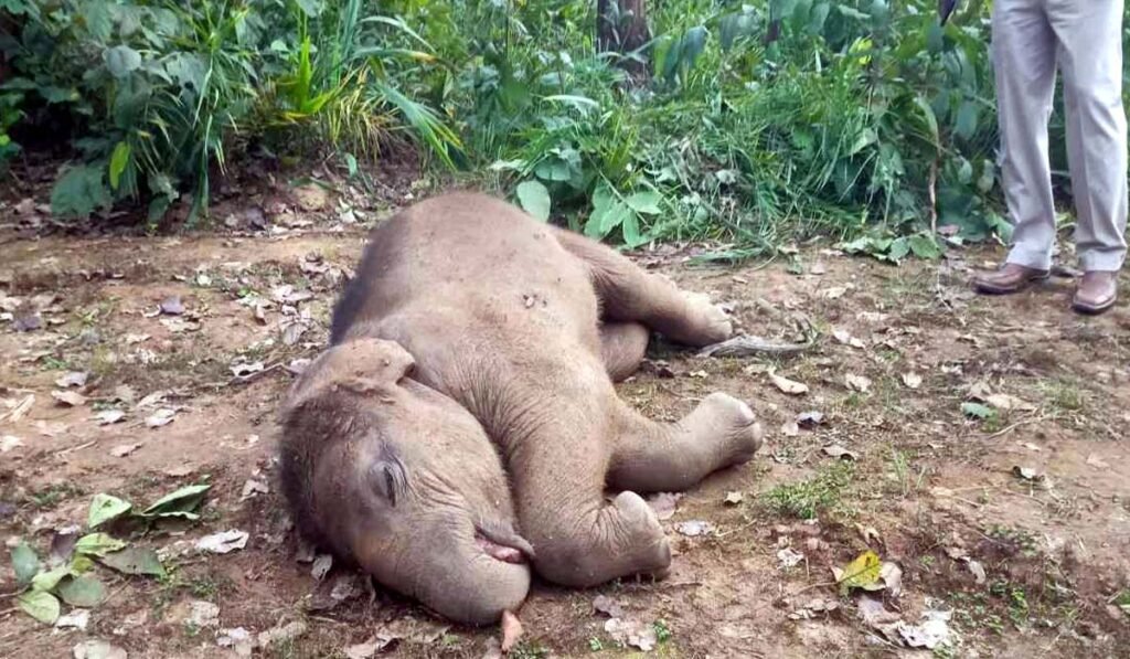 हाथी शावक की मौत