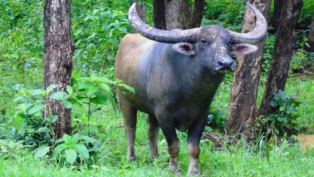 छत्तीसगढ़ में वन भैंसा संरक्षण पर उच्च स्तरीय बैठक, संख्या बढ़ाने, स्थानांतरण और वैज्ञानिक प्रबंधन की नई रणनीति तैयार