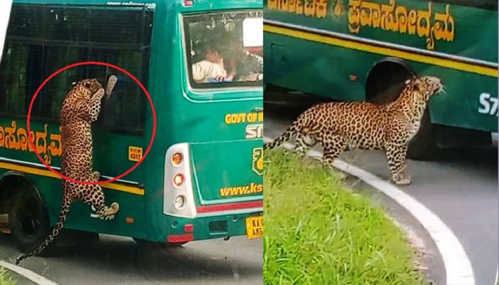 जंगल सफारी में हड़कंप! बस की खिड़की से झांक रही महिला पर तेंदुए का हमला, बाल-बाल बची जान जंगल सफारी में बड़ा हादसा टला
