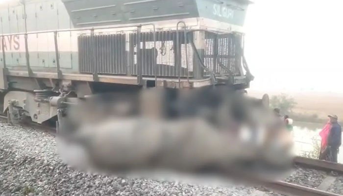 राजधानी एक्सप्रेस से कटे 8 हाथी