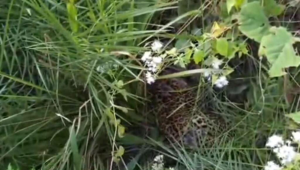 उदंती–सीतानदी में शिकारी के फंदे से तेंदुआ बचा, SDO ने जान जोखिम में डालकर किया रेस्क्यू फंदे से तेंदुआ बचा