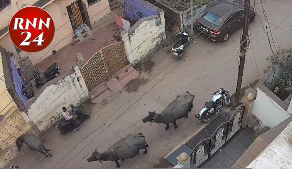 भैंस के हमले से बुजुर्ग गंभीर घायल