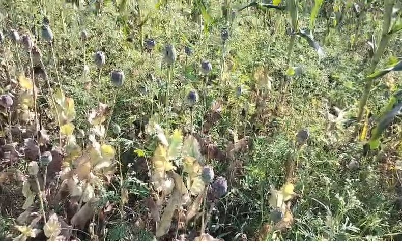 दुर्ग में पहली बार अफीम की खेती का मामला: भुट्टे के बीच छिपाकर लगाए गए पौधे, एक संदिग्ध हिरासत में, पुलिस ने शुरू की जांच