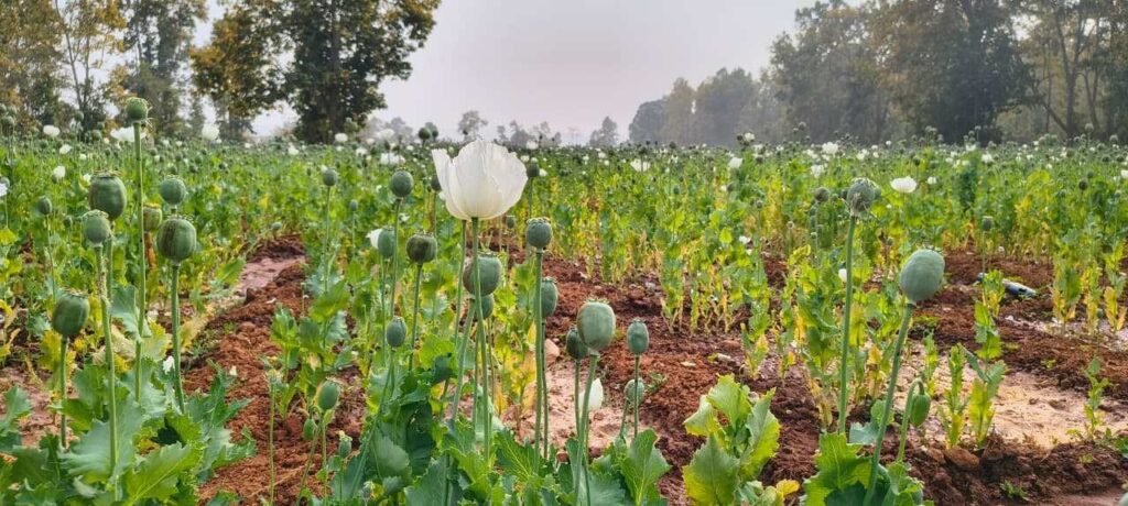 घोसरा गांव में 5 एकड़ पर अवैध अफीम की खेती का खुलासा, झारखंड का व्यक्ति लीज पर ले कर कर रहा था खेती, पुलिस-राजस्व टीम ने शुरू की कार्रवाई