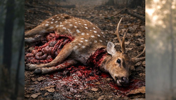जंगल में खामोशी, मौत का राज! चीतल की लाश ने उठाए बड़े सवाल…जिम्मेदार कौन? चीतल की लाश