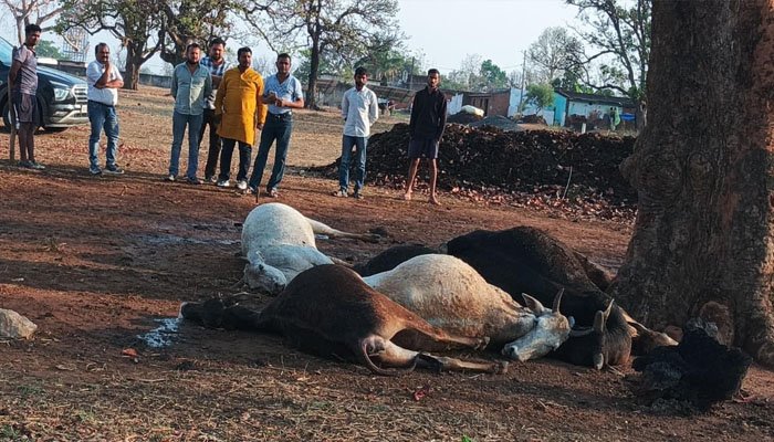 आकाशीय बिजली गिरने से 7 मवेशियों की मौत