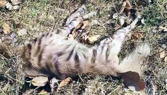 टाइगर रिजर्व में ‘मौत का सिस्टम’! एक महीने में दूसरी दर्दनाक मौत बेजुबान लकड़बग्घा तड़पता रहा,