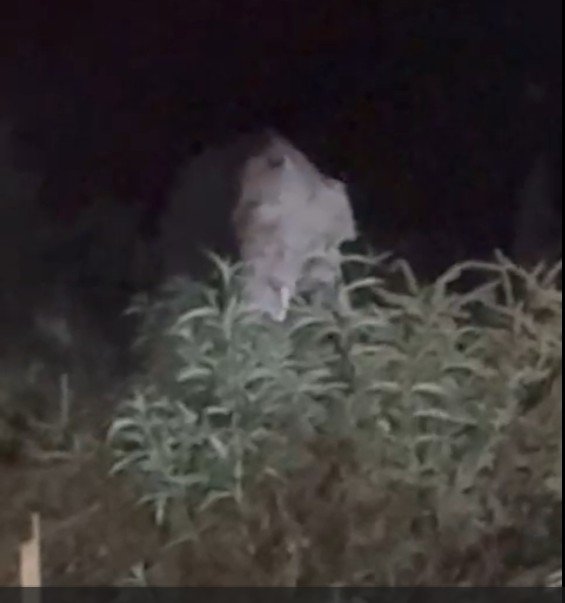 Elephant Alert : अंबिकापुर में हाथियों का आतंक…! खेतों में तबाही…ग्रामीणों की रातों की नींद उड़ी…यहां देखें VIDEO Elephant Alert: Reign of Terror by Elephants in Ambikapur...! Widespread Destruction in Fields... Villagers Lose Their Nightly Sleep... Watch VIDEO Here.