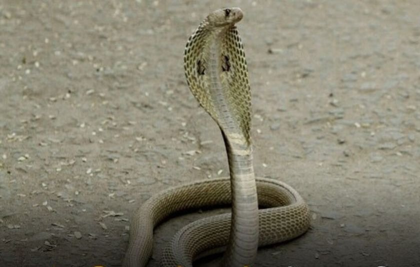 सर्पदंश के फर्जी मामलों में सरकारी खजाने को 70 लाख का चूना, जांच तेज