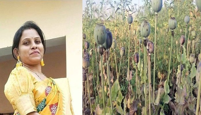 अफीम खेती कांड: निलंबित कृषि अधिकारी की वापसी, जांच के बीच बहाली पर उठे सवाल Durg Opium Cultivation Scandal