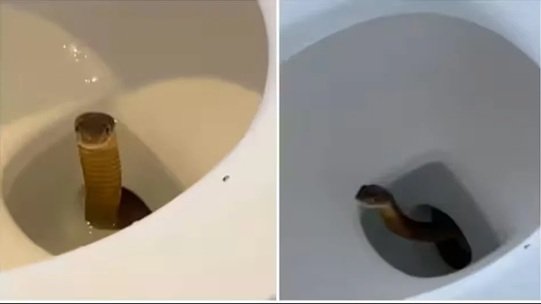 King Cobra in Toilet : टॉयलेट फ्लश करते ही बाहर निकला किंग कोबरा…! होटल में मचा हड़कंप…देखें यहां वायरल VIDEO King Cobra in the Toilet: King Cobra Emerges the Moment the Toilet Is Flushed! Chaos Erupts at Hotel... Watch the Viral Video Here.