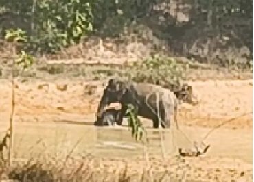 Baby Elephant : रायगढ़ में दिल दहला देने वाला VIDEO…! तालाब के दलदल में फंसा बेबी एलीफेंट…मां की बेबसी देख रो पड़े लोग Baby Elephant: A Heart-Wrenching Video from Raigarh...! Baby Elephant Trapped in Pond's Mud—Onlookers Weep Witnessing the Mother's Helplessness.
