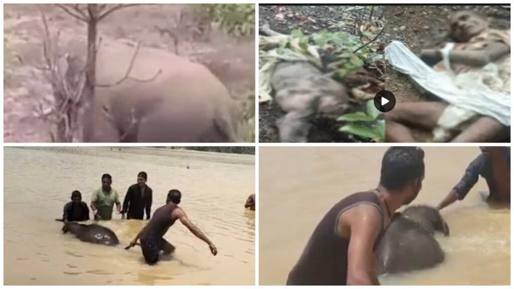 Elephant Attack: Elephant rampage and mysterious deaths in Chhattisgarh...! Four lives lost in 30 hours... concern mounts over the deaths of four calves in 25 days... Forest Department on high alert.