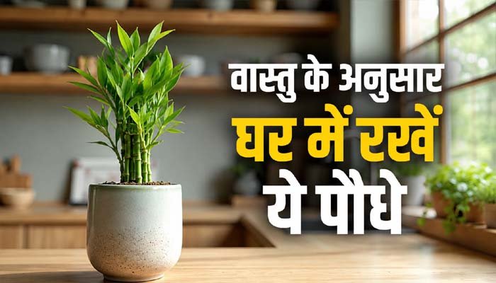 Plant Vastu : धन और सुख-समृद्धि के लिए लगाएं ये 5 पौधे, जानें सही दिशा सुख-समृद्धि के लिए लगाएं ये पौधे