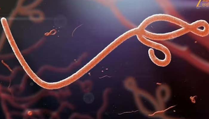 Chhattisgarh On Ebola Alert : इबोला वायरस को लेकर छत्तीसगढ़ सरकार अलर्ट, चार लोग निगरानी में : स्वास्थ्य मंत्री Chhattisgarh