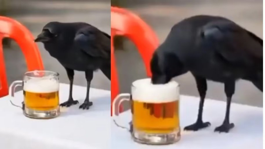 Drink And Drive : बीयर पीकर उड़ने चला कौआ…फिर जो हुआ, देखकर कांप जाएंगे आप…! Bilaspur Police का AI Video वायरल…यहां देखें Drink and Drive: A Crow Takes Flight After Drinking Beer... What Happened Next Will Leave You Shuddering! Bilaspur Police's AI Video Goes Viral... Watch It Here.