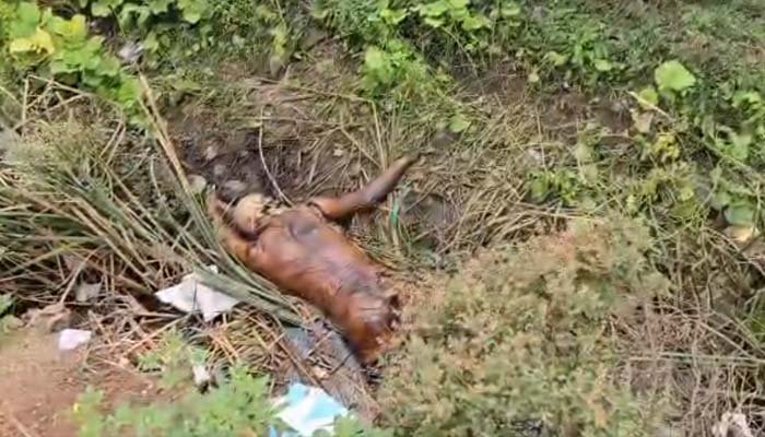रिंग रोड-2 पर मिला अज्ञात युवक का सड़ा-गला शव, इलाके में हड़कंप मिला अज्ञात युवक का सड़ा-गला शव