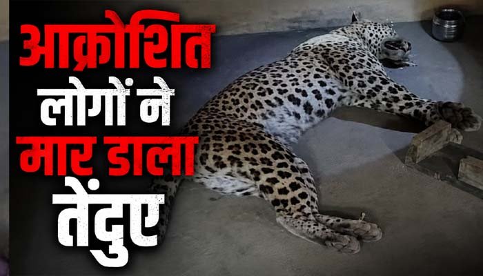 घर में घुसा तेंदुआ, सो रहे दो ग्रामीणों पर किया हमला; आक्रोशित लोगों ने मार डाला तेंदुए