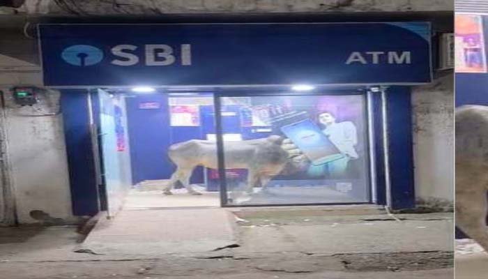 ATM में सांड ने जमाया डेरा, ग्राहक परेशान; वीडियो सोशल मीडिया पर वायरल ATM में सांड का कब्जा