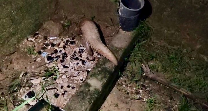 घर के आंगन में पहुंचा दुर्लभ पैंगोलिन