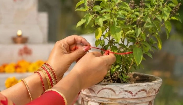 Tulsi Plant Vastu Tips – तुलसी का पौधा घर की किस दिशा में लगाना है शुभ? जानें वास्तु के नियम और मां लक्ष्मी से जुड़ी मान्यता Tulsi Plant Vastu Tips